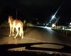 Motoristas registram animais no meio da rodovia AL-101 Norte, em Maragogi