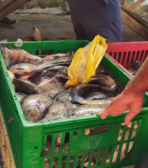 Comerciantes oferecem variedades de peixes e bons preços em Palmeira