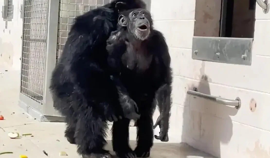 Chimpanzé vê o céu pela primeira vez depois que ficar 28 anos confinada; vídeo