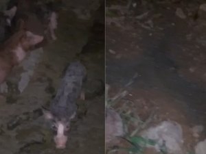Moradores denunciam mau cheiro de pocilga e cobram providências em Coité