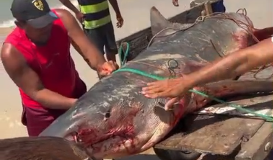 Tubarão-tigre de mais de dois metros é capturado por pescadores em Coruripe