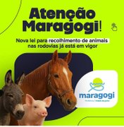 Nova Lei para recolhimento de animais nas rodovias entra em vigor em Maragogi