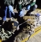 Onça-Pintada que pode ter matado caseiro no Pantanal é capturada