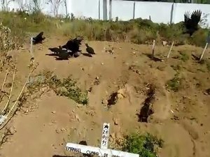 Urubus atacando corpos em cemitério de Maceió