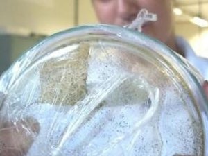 Estudantes do Ifal Maceió desenvolvem plástico ecológico