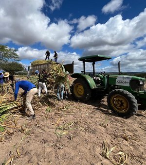 Programa Municipal de Produção de Silagem beneficia produtores em Santana do Ipanema