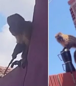 Macaco-prego que furtou cafeteira é flagrado com faca e acaba capturado no RN
