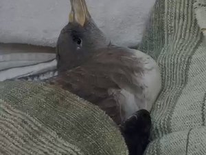 Gripe aviária: família leva ave marinha para casa em AL e acende alerta