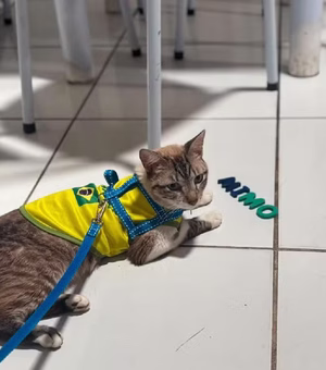 Gato desaparecido em Arapiraca é encontrado a 600 km de distância em Natal
