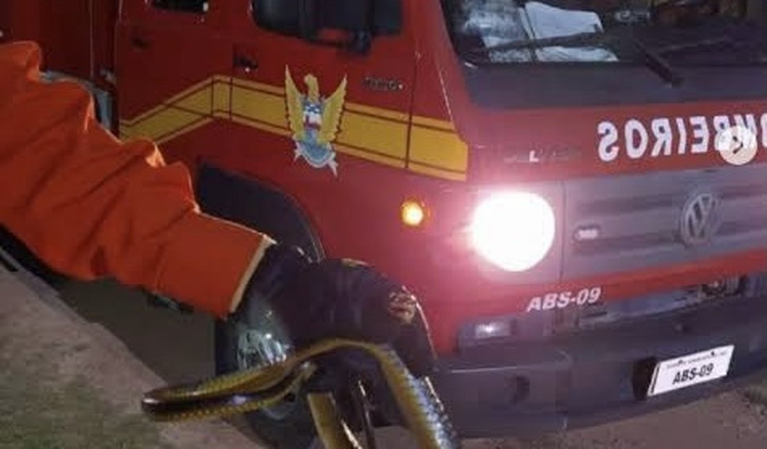 Cobra assusta moradores de residência e é resgatada pelos bombeiros