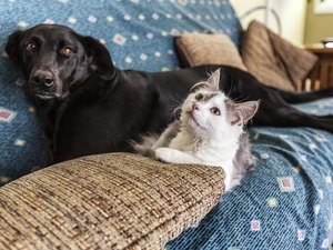 Estado tem a segunda maior taxa de vacinação de cães ou e gatos do NE
