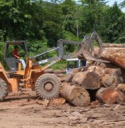 Em um ano, desmatamento na Amazônia corresponde a 128 campos de futebol por hora