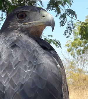 Fiscalização resgata duas águias chilenas de cativeiro em Alagoas