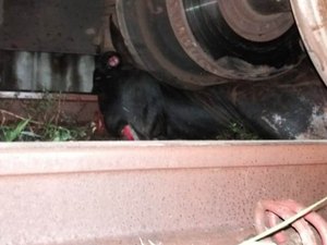 CBTU Maceió registra aumento de acidentes envolvendo animais nas ferrovias