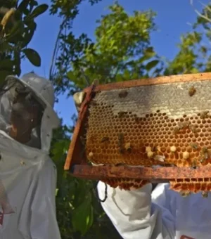 Órgãos lançam projeto para aumentar produção e exportação de própolis produzido em AL