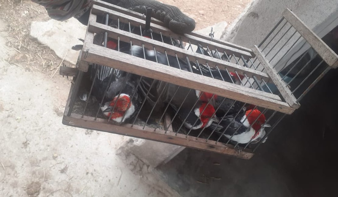 MPAL integra operações que resgatam 755 animais e prendem grande traficante nacional