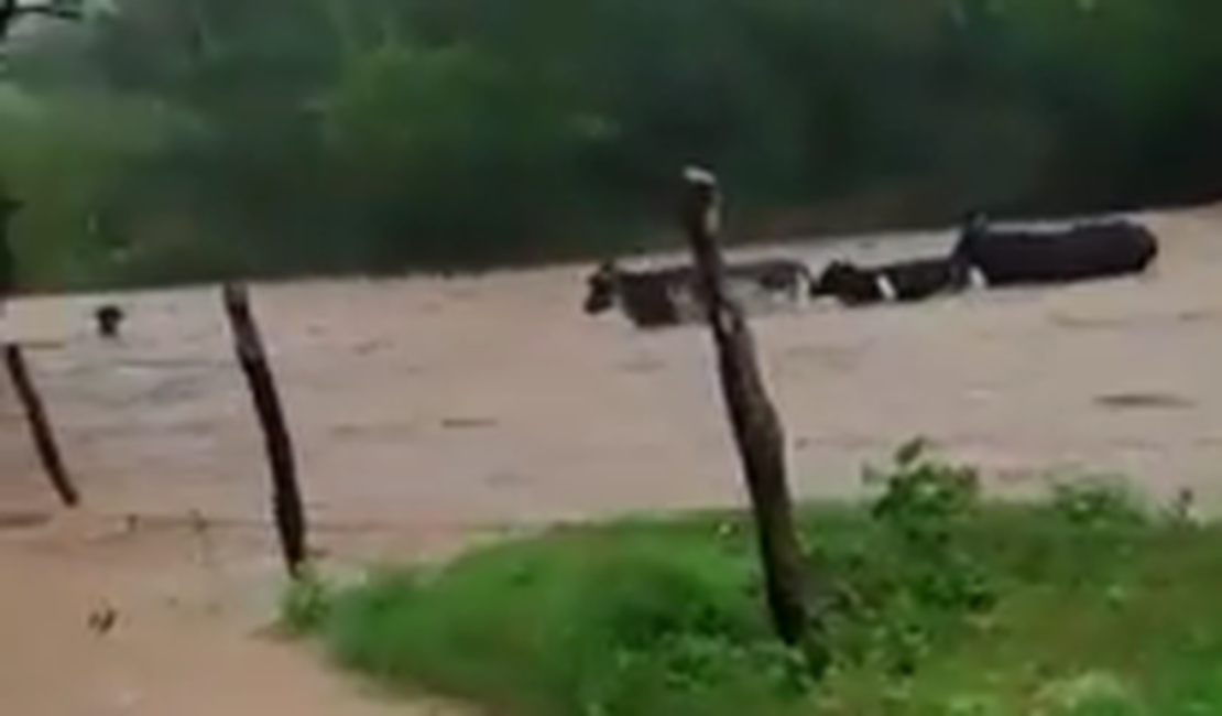 [Vídeo] Animais são carregados pela correnteza em Cacimbinhas