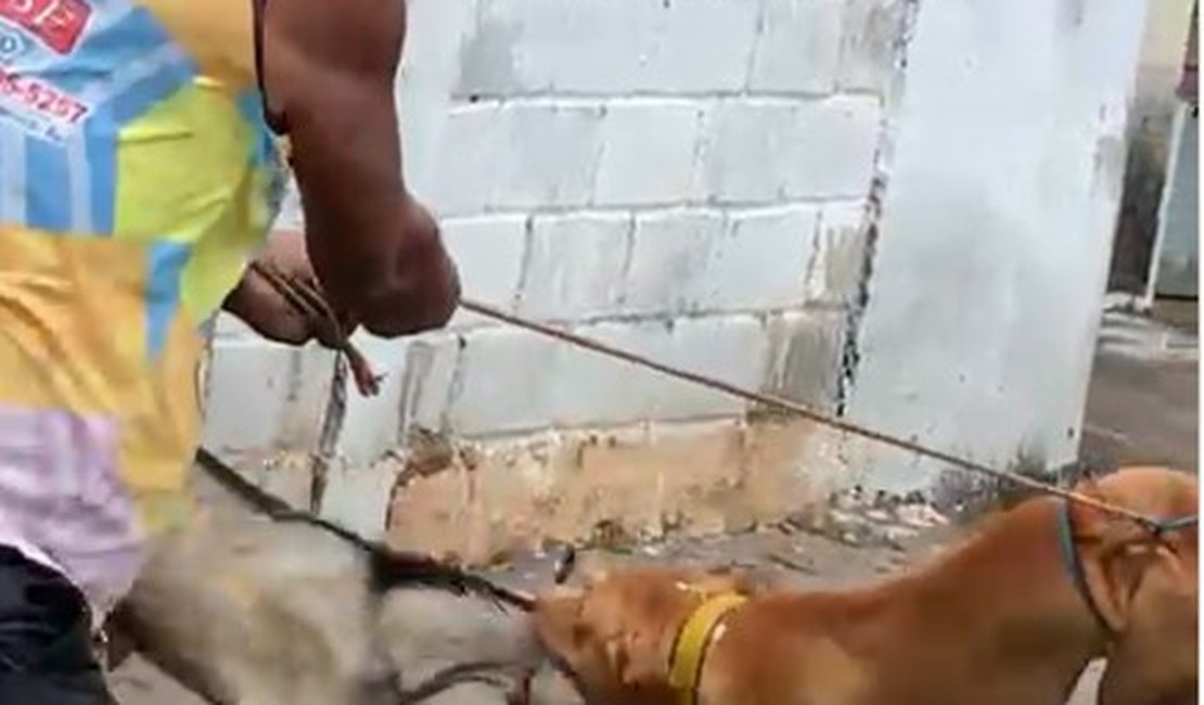 [Vídeo] Sem focinheira, pitbull ataca filhote de cabra e deixa animal ferido e sem orelha em Arapiraca