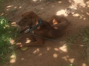 PM prende homem acusado de maltratar cachorro em São Brás