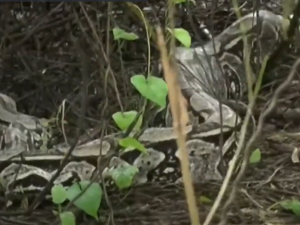 Cobra de quase dois metros para o trânsito no trapiche da barra
