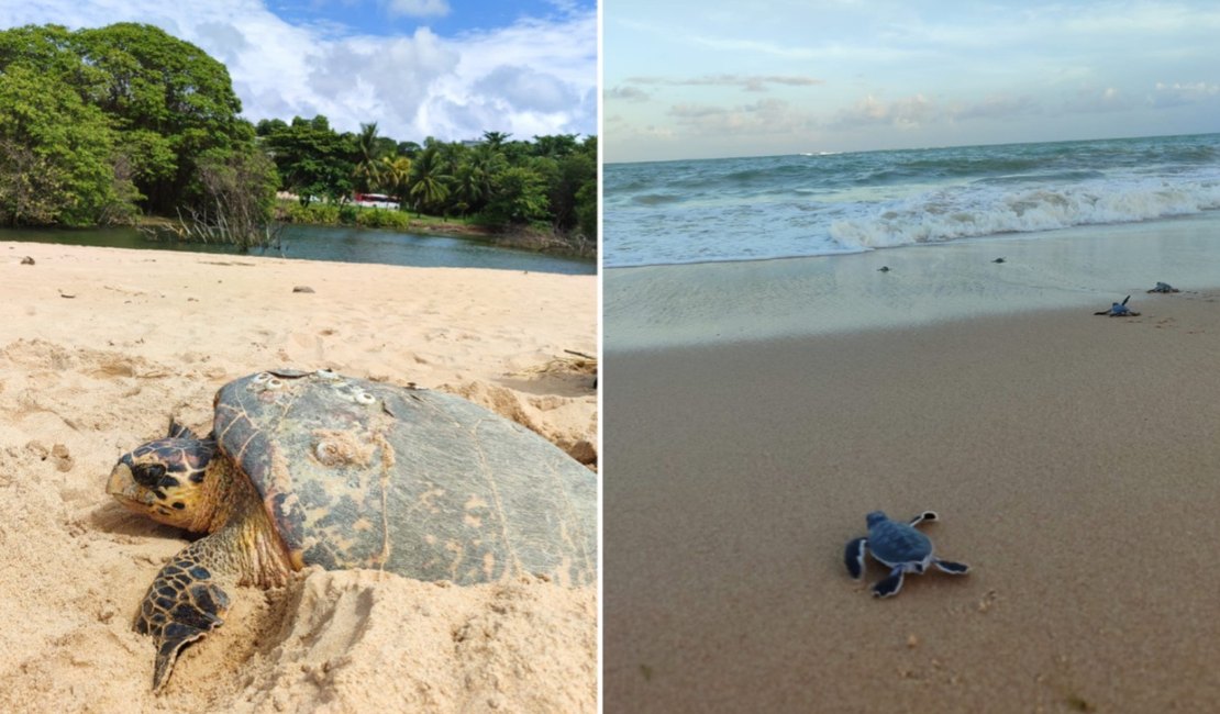 Alagoas oficializa plano para proteger tartarugas marinhas e integrar ações até 2030