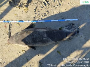 Boto cinza é encontrado morto na orla da Pajuçara 