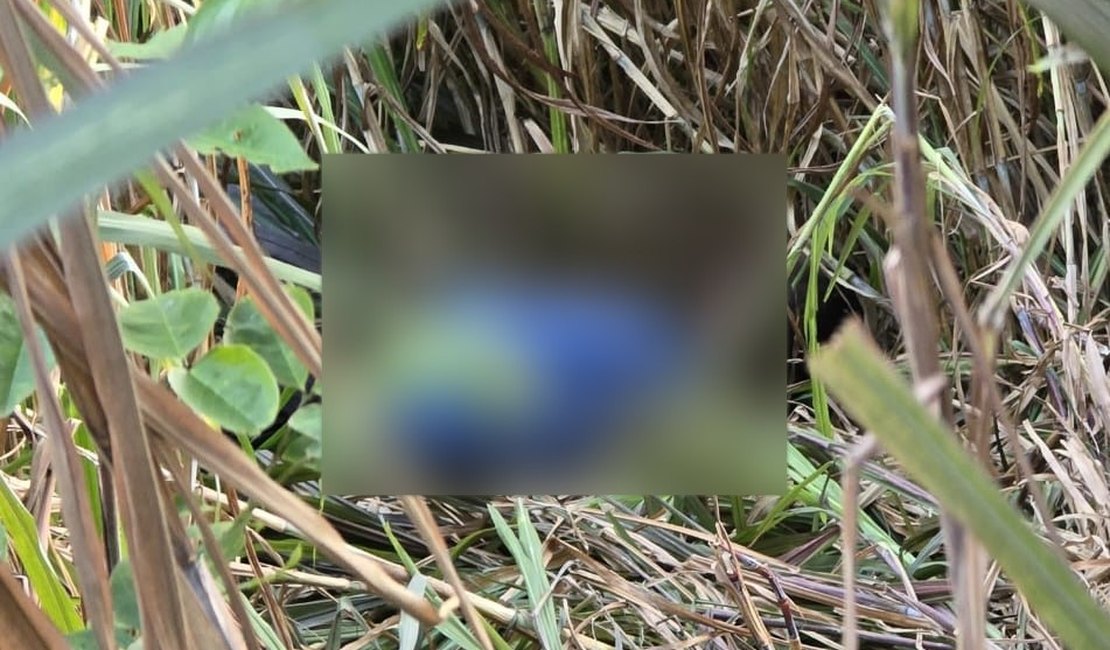 Homem morre após ataque de abelhas na zona rural de Ibateguara