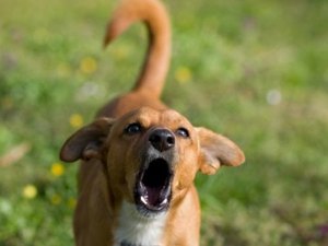 Vereadores aprovam lei que proíbe cachorro de latir em Santa Catarina