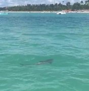 Suposto tubarão avistado em Maragogi pode ser peixe considerado 'primo' da espécie