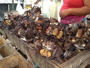 Caranguejo-uçá entra em seu 1° período de defeso do ano nesta segunda