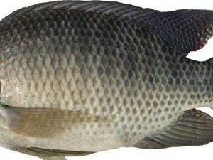 Hospital usa pele de tilápia como curativo para queimaduras