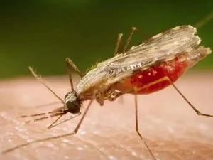 Novo mosquito urbano ameaça expandir casos de malária no Brasil