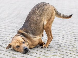 Cachorra vira-lata tem patas decepadas por bandidos