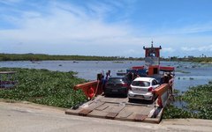 Baronesas infestam rio Manguaba e dificultam tráfego aquaviário