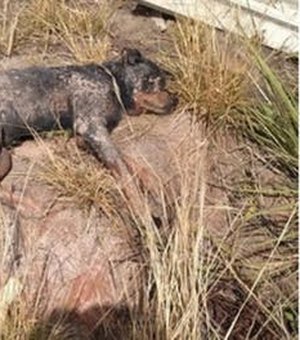 [Vídeo] Populares resgatam cachorro que foi enterrado vivo 