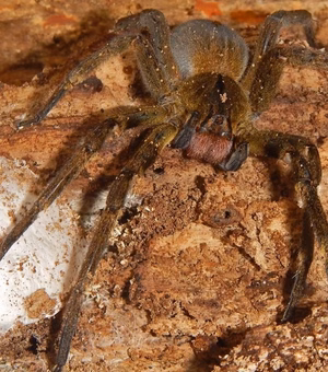 Chapada dos Veadeiros: aranha pode causar ereção que dura até 4 horas