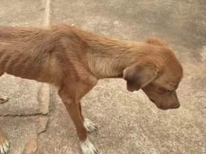 Homem é preso em flagrante por maus-tratos após cão ser encontrado desnutrido em Rio Largo