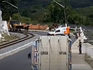 [Vídeo] Bois soltos causam transtornos no trânsito em Rio Largo