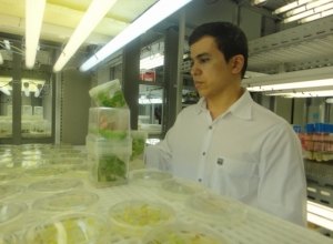  Pesquisadores desenvolvem planta tolerante à seca