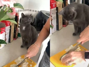 Gatinho encanta web ao chorar enquanto dona corta cebola