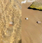 [Vídeo] Infestação de caravelas impressiona banhistas na Praia do Francês, em Marechal Deodoro