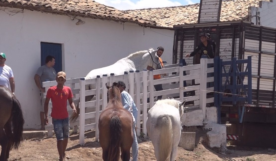 [Vídeo] Animais que irão participar da Cavalgada da Padroeira de Arapiraca embarcam para PE