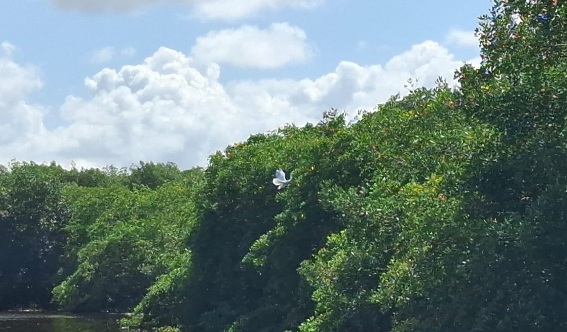 Justiça condena empresa e administradora por crime ambiental em Alagoas