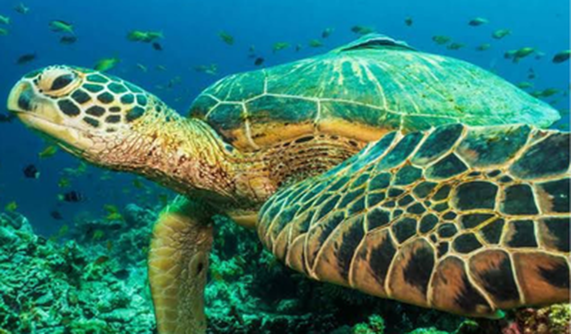 MPF obtém condenação de Município, União, Ibama e ICMBio para proteção das tartarugas marinhas