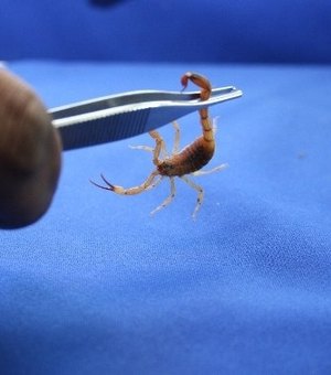 Dez pessoas picadas por escorpião são atendidas no HEA durante fim de semana