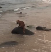 [Vídeo]: Quati é visto nadando em praia de Riacho Doce, em Maceió