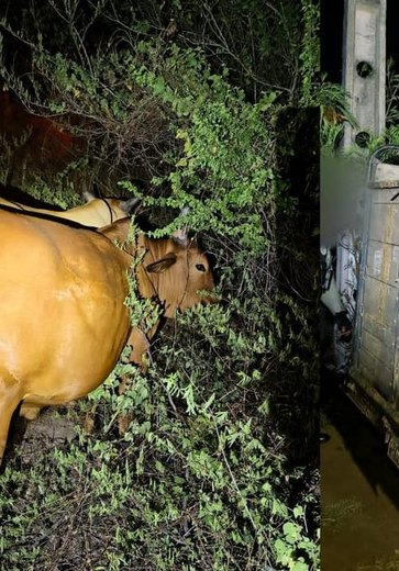 Trio é preso suspeito de furtar gado e animais são recuperados no Sertão de Alagoas