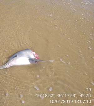 Golfinho mutilado é encontrado na praia de Feliz Deserto