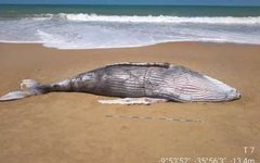 Duas baleias são encontradas mortas em praias do litoral de Alagoas