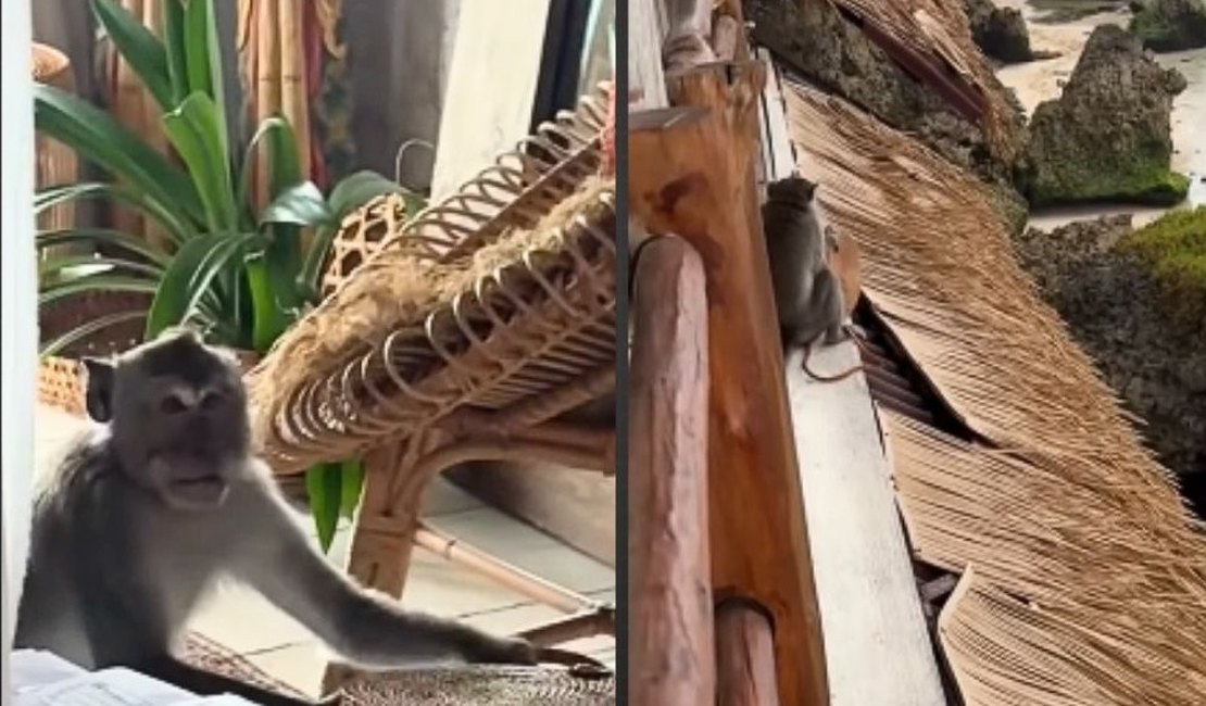 Macaco invade quarto de hotel e rouba bolsa de turista brasileira na Indonésia